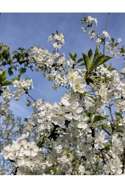 Цветение дерева вишни.